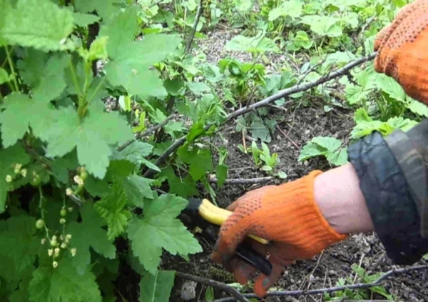  It is necessary to clean the currant bush: remove broken and dry branches, cut off deformed shoots, destroy diseased branches