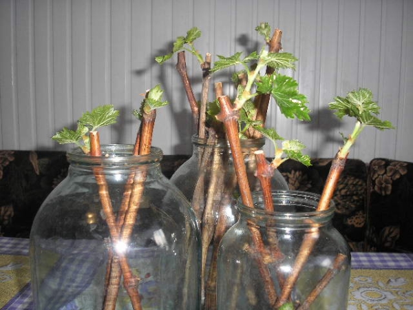  Riproduzione di ribes nero con talee verdi e alloggiate in estate e in autunno