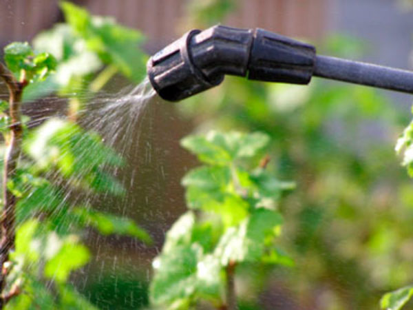  Spraying solutions over the gooseberries against pests
