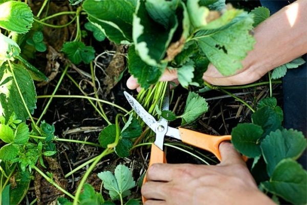  Pruning leaves of strawberry in autumn