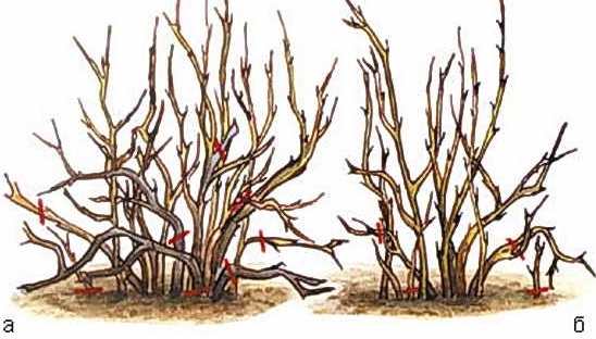  Gooseberry Pruning Scheme