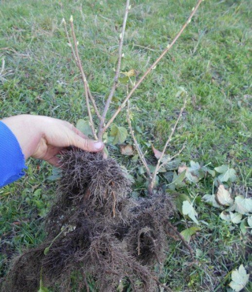  Early autumn is a good time for planting currants