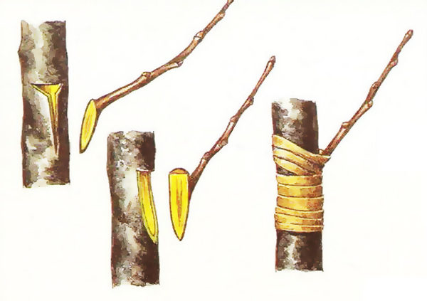  Lemon scheme de înfrânare
