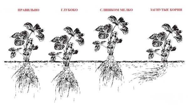  Diagram of the optimal depth of strawberry bush planting