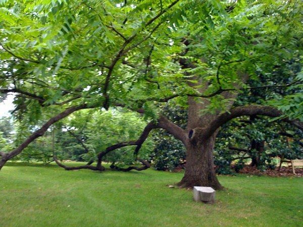  El nogal negro es un árbol extendido, de 40-50 m de altura.