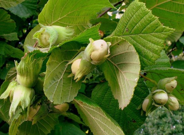  El fruto del avellano en las ramas.