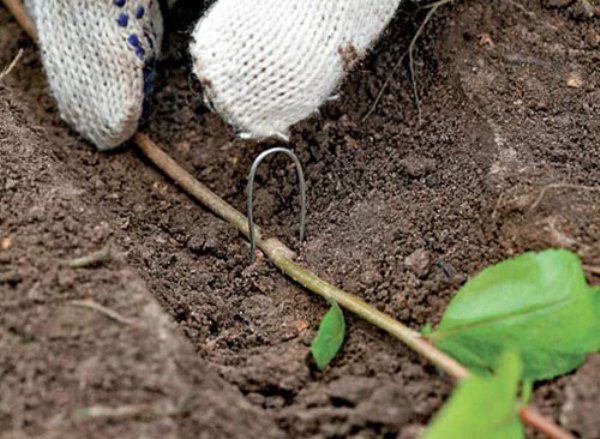  For a full blueberry seedling branch placed in the furrow and crochet