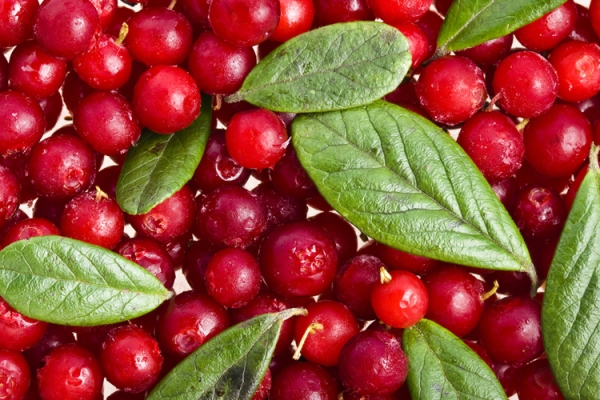  Cranberries should not be eaten if you have allergies, gout, low pressure and ulcers.