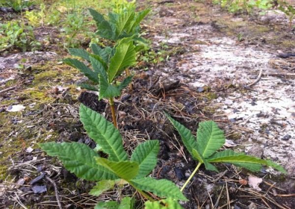 Planting Chestnut seedlings on open ground