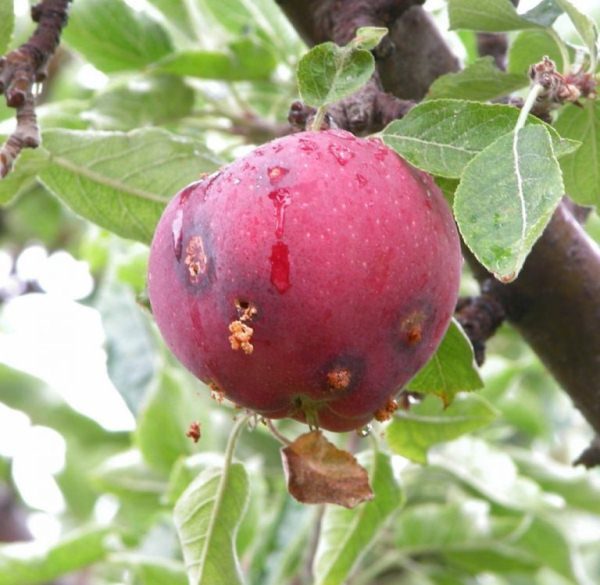  Fructe ale prunei de prune Kuban lovite de molii de prune