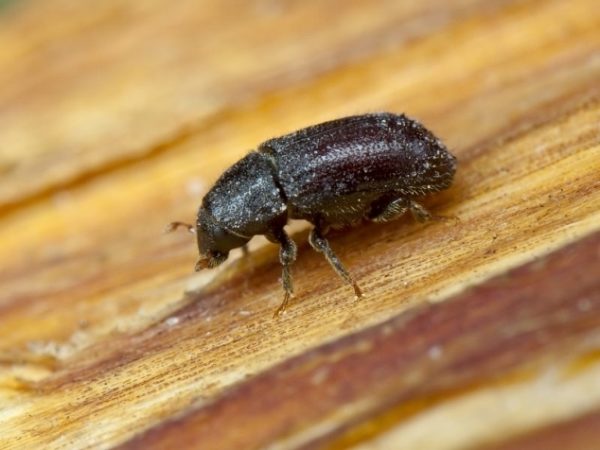  Fructe alburn - un dăunător foarte comun de prune de cireșe