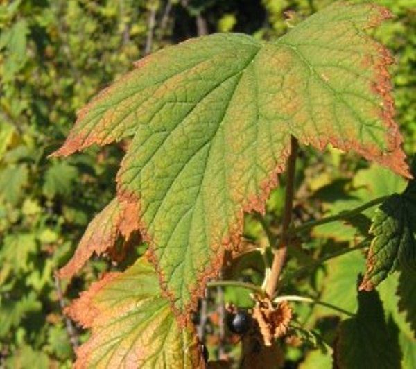  The cause of drying leaves on currants are infectious diseases and insect parasites.