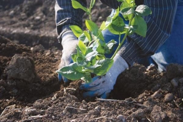  In the first year after planting, the use of mineral fertilizers is sufficient, applying them in early spring