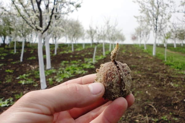 Noce si trova nella parte europea della Russia dalle colline del Caucaso a San Pietroburgo