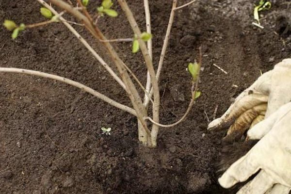  Pentru Gordovina viburnum este de preferat sa lumineze solul acid si iluminatul bun