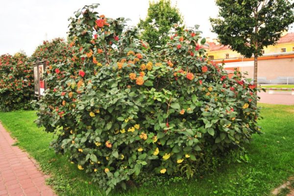  Viburnum Bush, care necesită tăierea