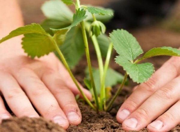  Planting and transplanting strawberries in the fall: the choice of location, timing, caring for plants