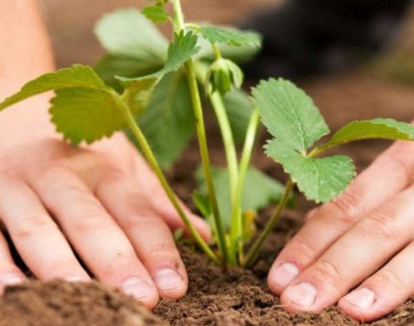  Planting and transplanting strawberries in the fall: the choice of location, timing, caring for plants