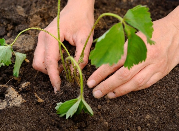  To plant strawberries Gigantella better in cloudy weather, at a distance of 20 cm from each other, immediately pour