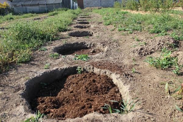  Before planting, the blueberry pit is filled with a specially prepared substrate.