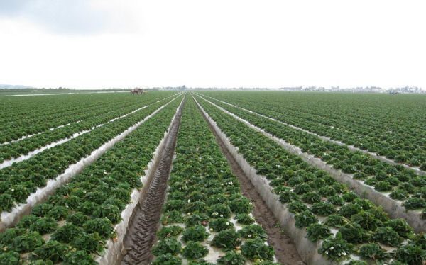  Non-weeding method of planting strawberries Zenga Zengan using mulch film