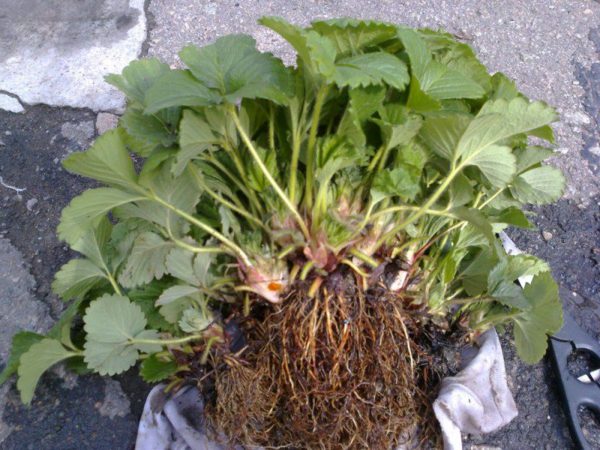  Prepared for planting strawberry seedlings Tsarina