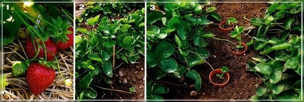  Propagazione di fragole con i baffi
