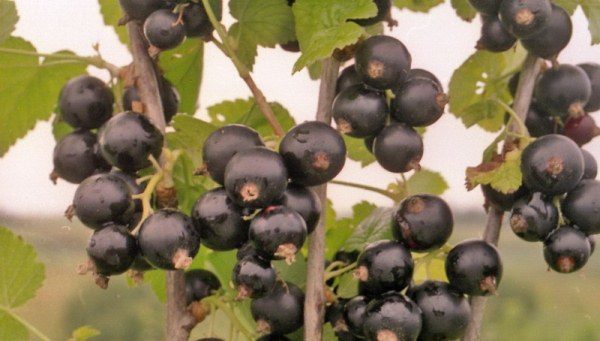  Late variety of black currant Kipian