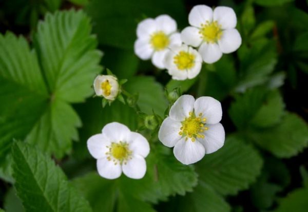 Flowering bush strawberries Tsarina