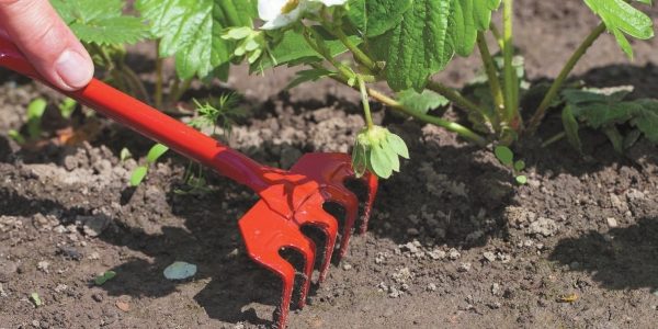  The bed with strawberries Elizabeth 2 must be cleaned of weeds, and before irrigation to loosen the ground
