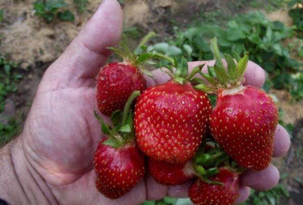 Crop of ripe strawberries Tsarina