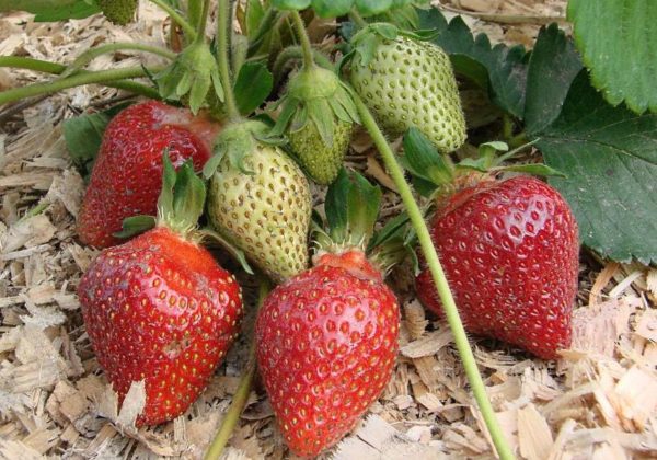  Ripe and green strawberry berries Tsarina