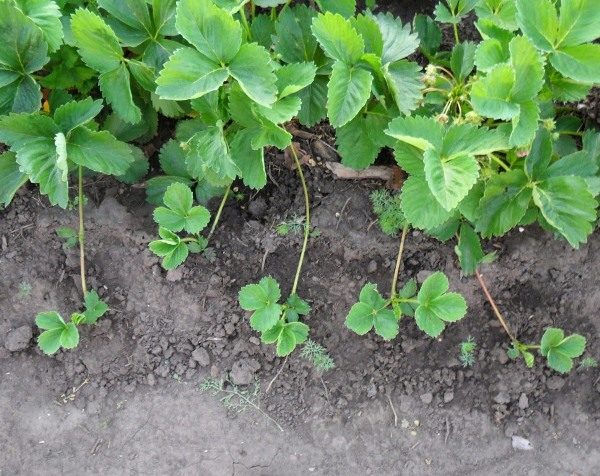  Strawberry variety Festival produces mustache