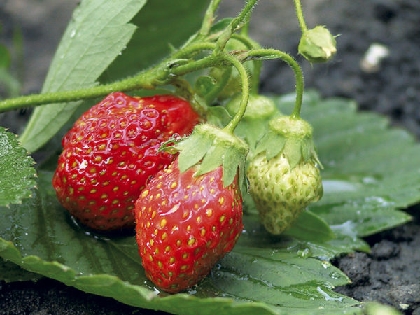 Strawberry berries Queen on a bush