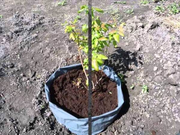  Planting a garden blueberry