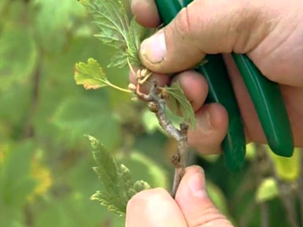  In the summer you need to cut dried shoots of currants, as well as carry out nip green growth