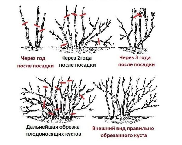  Scheme correct pruning and the formation of currant bush