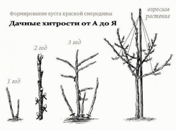  The scheme of formation of the bush currant bush
