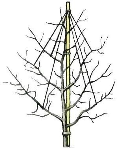  Scheme chatalovki for standard currants