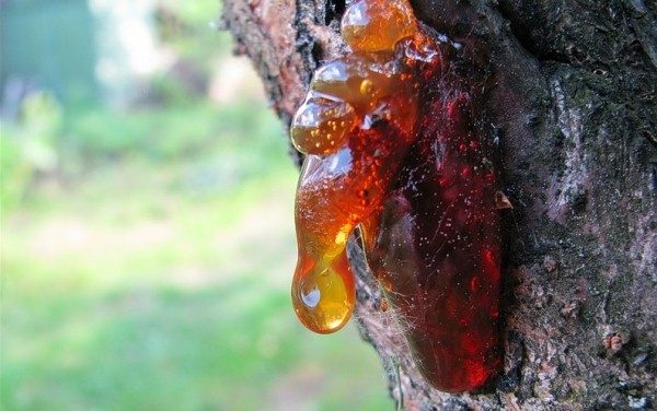  Kametdeteka prune de cires prune Kuban