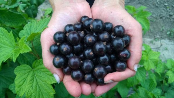  Crop of ripe black currant berries