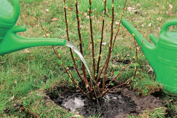  Planting currants