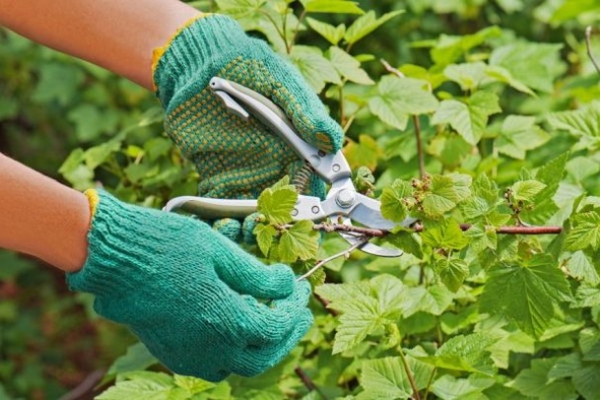  Be sure to cut the branches broken, directed inside the bush or in the shade, lying on the ground, lean, weak growth of the current year