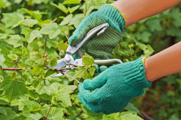  When and how to do pruning red, black and white currants