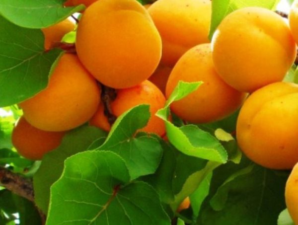  Fruta del albaricoque maduro triunfo del norte