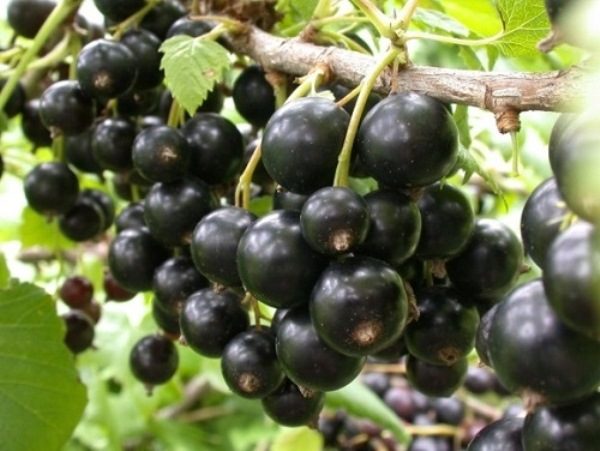  Blackcurrant Black Boomer