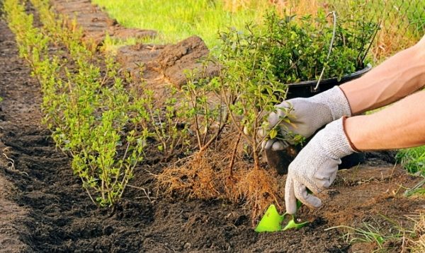  Autumn planting of currants contributes to the rapid rooting of the bush and good spring shoots