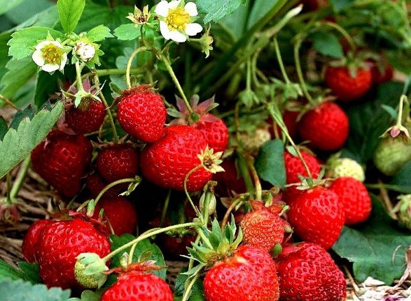  Garden strawberries