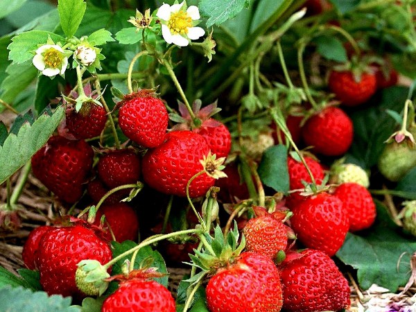 Fragole da giardino