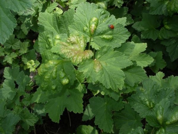  Bulges on currant leaves are a sign of aphids